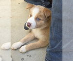 Small #1 Labrador Retriever Mix