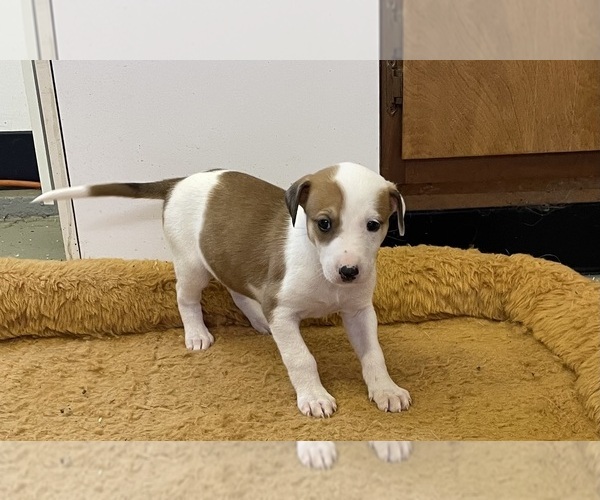 Medium Photo #15 Doberman Pinscher-Greyhound Mix Puppy For Sale in CANAL WINCHESTER, OH, USA