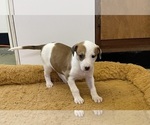 Small Photo #15 Doberman Pinscher-Greyhound Mix Puppy For Sale in CANAL WINCHESTER, OH, USA