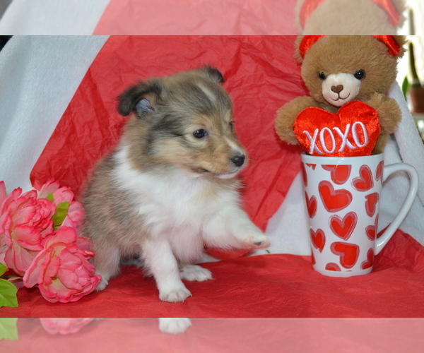 Medium Photo #2 Shetland Sheepdog Puppy For Sale in GREENWOOD, WI, USA