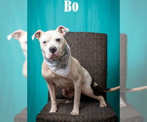 Mutt Dogs for adoption in North Myrtle Beach, SC, USA