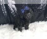 Small #3 Poodle (Toy)