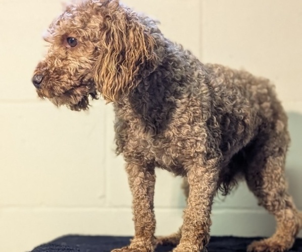 Medium Photo #1 Poodle (Miniature) Puppy For Sale in GOSHEN, IN, USA