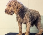 Small Photo #1 Poodle (Miniature) Puppy For Sale in GOSHEN, IN, USA