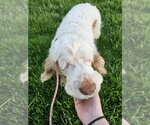 Small #1 Clumber Spaniel