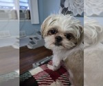 Small Photo #1 Shih Tzu Puppy For Sale in BUFFALO, NY, USA