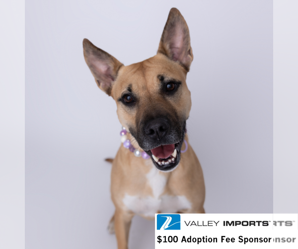 Medium Photo #4 Mutt Puppy For Sale in Fargo, ND, USA