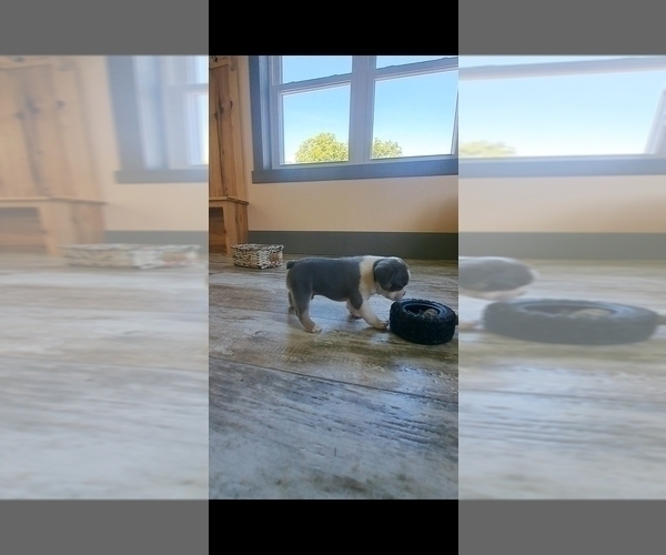 Medium Photo #6 French Bulldog Puppy For Sale in BREMEN, IN, USA
