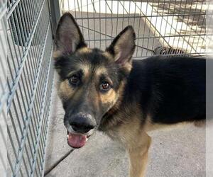 German Shepherd Dog Dogs for adoption in Martinez, CA, USA