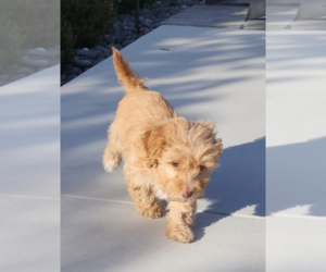 Shih-Poo Puppy for sale in ENCINITAS, CA, USA