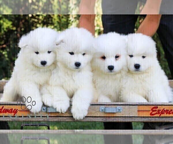 Medium Photo #2 Samoyed Puppy For Sale in LITITZ, PA, USA