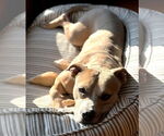 Small American Pit Bull Terrier