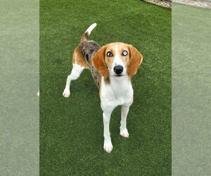 Treeing Walker Coonhound-Unknown Mix Dogs for adoption in Godfrey, IL, USA