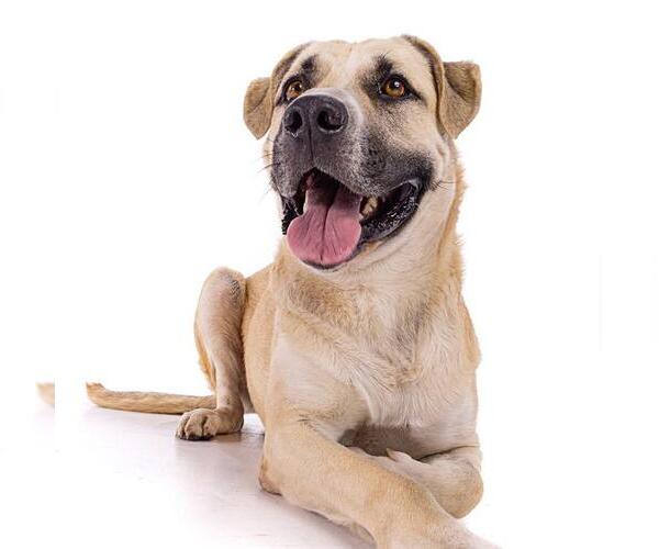 Medium Photo #4 Mastiff-Unknown Mix Puppy For Sale in Long Beach, CA, USA