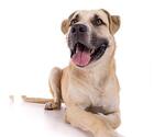 Small Photo #4 Mastiff-Unknown Mix Puppy For Sale in Long Beach, CA, USA