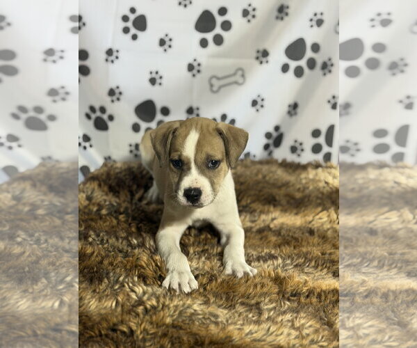 Medium Photo #2 Australian Shepherd-Unknown Mix Puppy For Sale in SHERBURNE, NY, USA