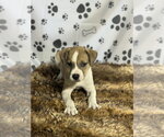 Small #1 Australian Shepherd Mix