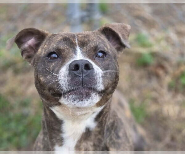 Medium Photo #2 Staffordshire Bull Terrier-Unknown Mix Puppy For Sale in Anniston, AL, USA