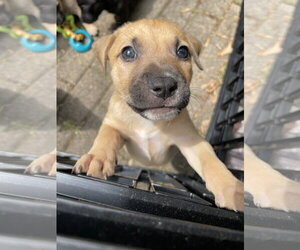 Labrador Retriever-Unknown Mix Dogs for adoption in Derwood, MD, USA