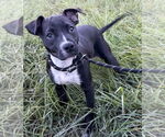 Small #1 Labrador Retriever Mix