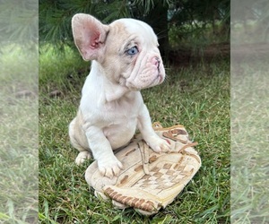 French Bulldog Puppy for sale in MIDDLEBURY, IN, USA