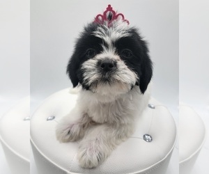 Shih Tzu Puppy for sale in BARSTOW, CA, USA