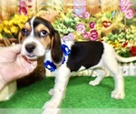 Small #5 Beagle