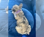 Small Photo #5 French Bulldog Puppy For Sale in PHOENIX, AZ, USA