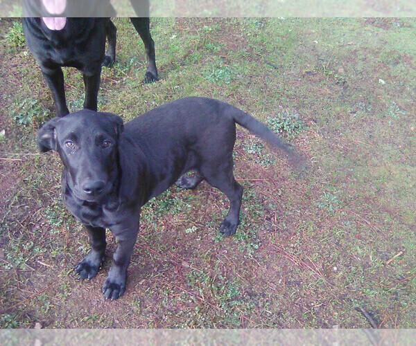 Medium Photo #1 Labrador Retriever Puppy For Sale in GRANTS PASS, OR, USA