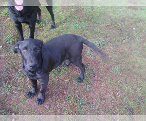 Labrador Retriever Dog for Adoption in GRANTS PASS, Oregon USA