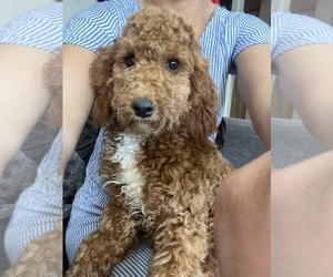 Poodle (Miniature) Puppy for sale in HYATTSVILLE, MD, USA