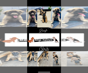 Belgian Malinois Puppy for sale in GARDENA, CA, USA