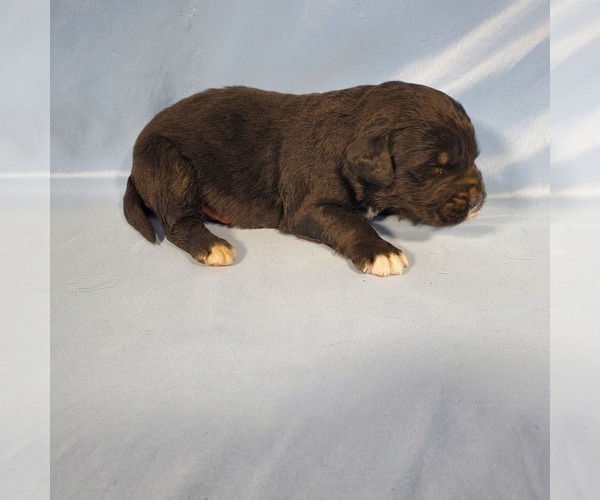 Medium Photo #82 Golden Mountain Dog Puppy For Sale in BLACK FOREST, CO, USA