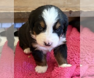 Medium Bernese Mountain Dog