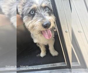 Mutt Dogs for adoption in San Antonio, TX, USA
