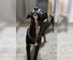 Beloved Babes : Buster - Male Boxer-Great Pyrenees Mix Dog for Adoption - Photo #2