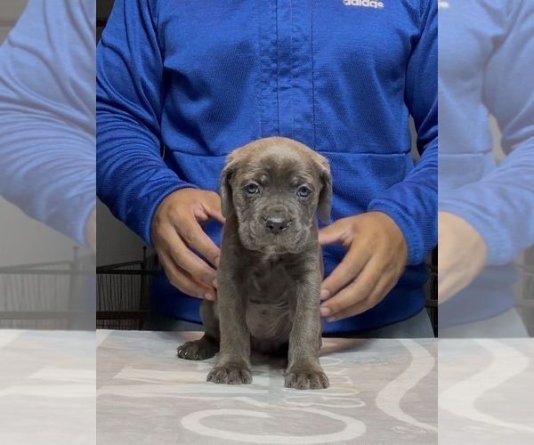 Medium Photo #3 Cane Corso Puppy For Sale in MOUNT MORRIS, MI, USA