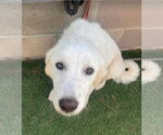 Small #1 Great Pyrenees