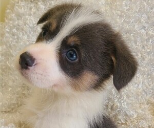 Pembroke Welsh Corgi Puppy for sale in TALALA, OK, USA