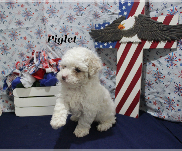 Medium Photo #5 Poodle (Toy) Puppy For Sale in CHANUTE, KS, USA