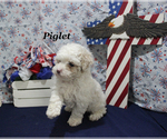 Small #4 Poodle (Toy)