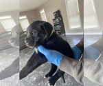 Small Photo #4 Cane Corso Puppy For Sale in STOCKBRIDGE, GA, USA