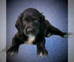 Small Photo #8 Goldendoodle Puppy For Sale in CHEYENNE, WY, USA