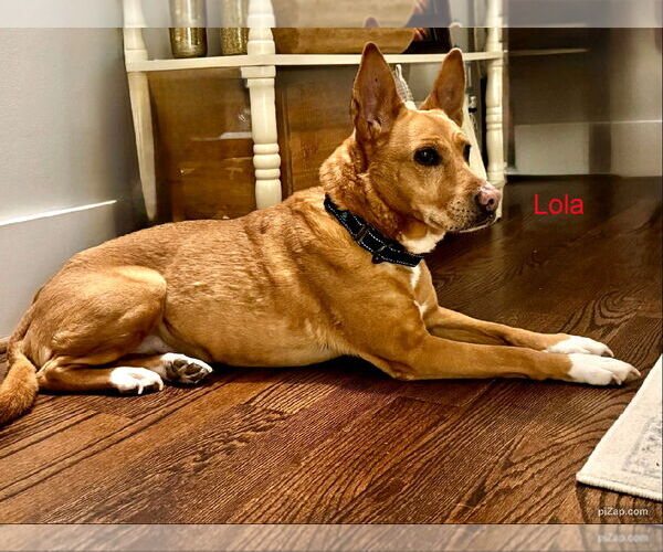 Medium Photo #6 Carolina Dog-Unknown Mix Puppy For Sale in White Bluff, TN, USA