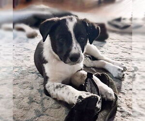 Australian Shepherd-Unknown Mix Dogs for adoption in Genesee, WI, USA