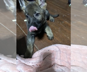 German Shepherd Dog Puppy for sale in KOKOMO, IN, USA