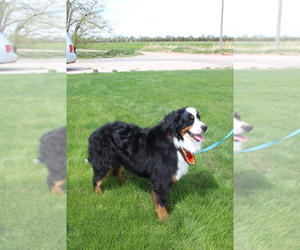 Father of the Bernese Mountain Dog puppies born on 03/08/2025