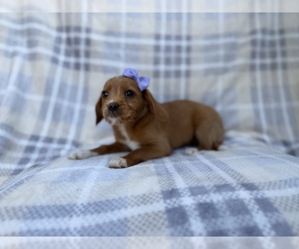 Medium Photo #2 Beagle-Labradoodle Mix Puppy For Sale in LAKELAND, FL, USA