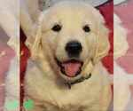 Puppy Puppy 2 English Cream Golden Retriever