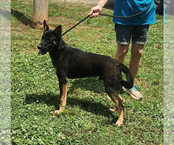 Medium Photo #2 German Shepherd Dog-Unknown Mix Puppy For Sale in Royal Palm Beach, FL, USA
